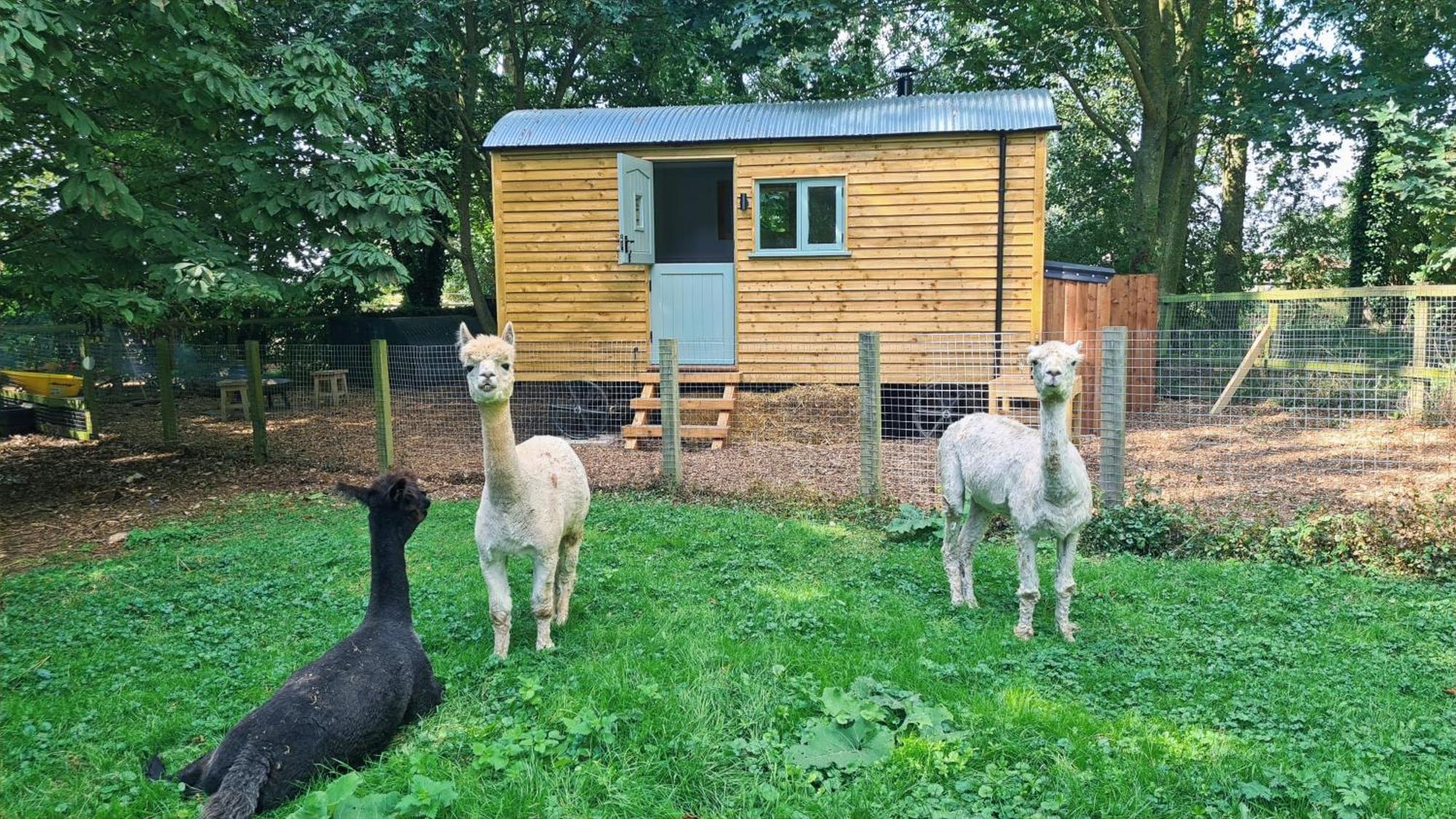 Hotel Horsley Hale Farm Glamping à Ely Extérieur photo